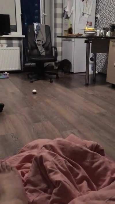 She gives me the ball back! Good girl!