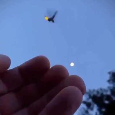 🔥 Firefly taking off..
