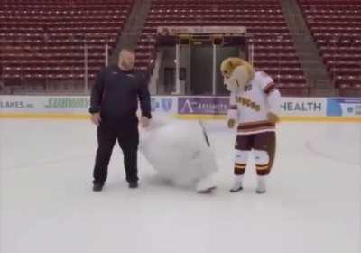 a polar bear to make your day