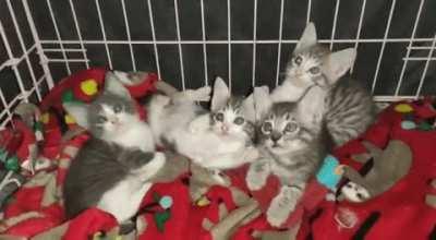 Foster kittehs