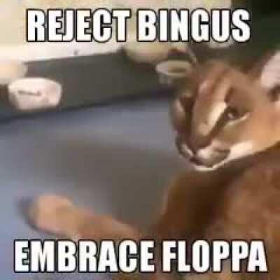 Bingus