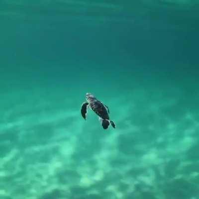 Baby turtle exploring the world
