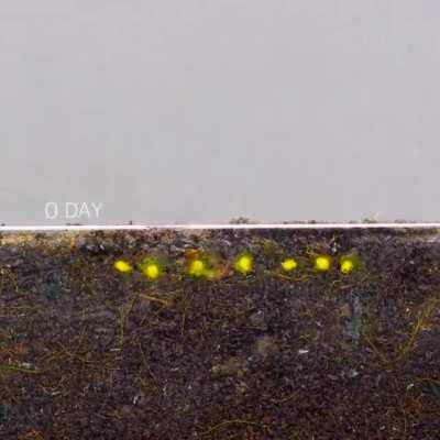 Sprouting some cherry tomato seeds