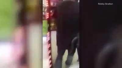 Florida Man Claims He Doesn’t Remember Taking A Gator With Him On A Beer Run