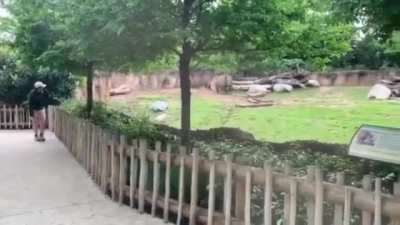 Rhino so happy to see his caretaker he gets the zoomies.