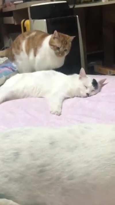 to assassinate Kitler