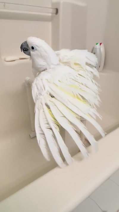 Shower Time For Snowball