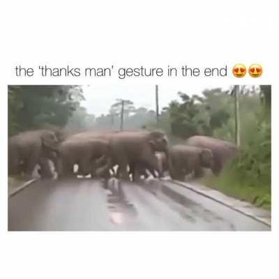 Elephant making 'thank you' gesture.