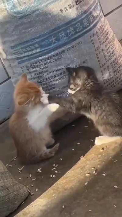 a smol fight