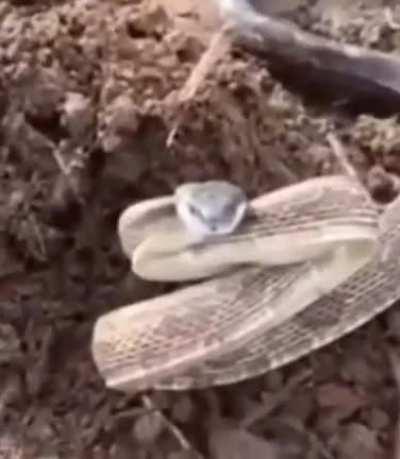 If you play jorm and do that stupid ass infinite I hope you get smacked (vid related)