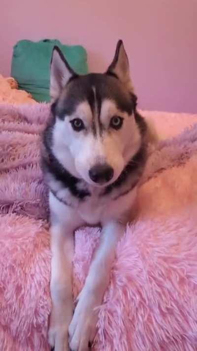 Husky just waking up