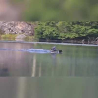 Loon makes a smooth landing on water