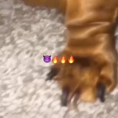 futuro perro del admjn captado en camara