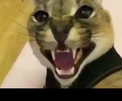 bigfloppa - Video #6116