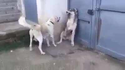 Mom Dog scolding Dad for threatening children unnecessarily...likeus