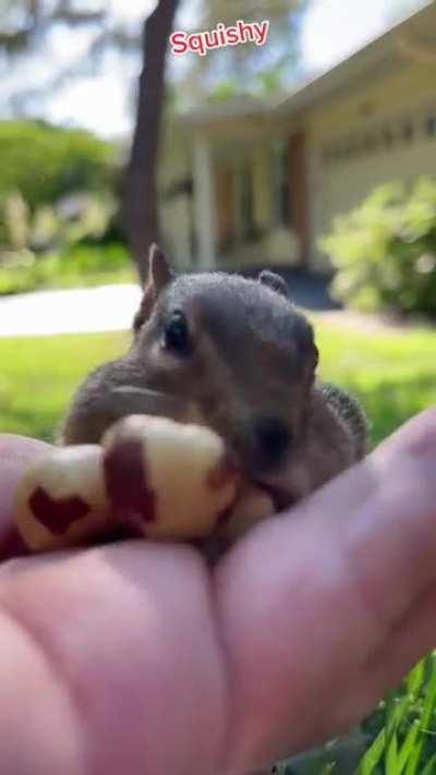 🔥Feeding a wild chipmunk some nuts