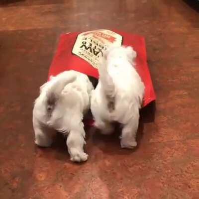 Who is inside? come out please