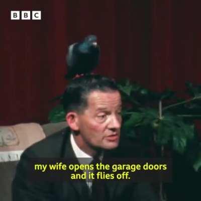 In 1969, the BBC interviewed Glynne Wood who had accepted that bird now lived on his head