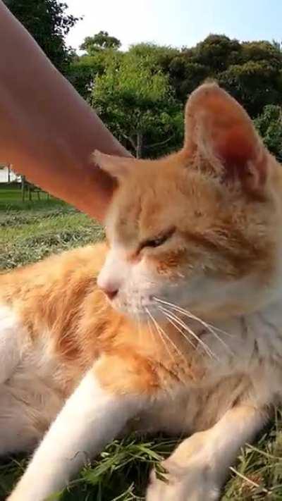 Stray cat sleeping on the lawn