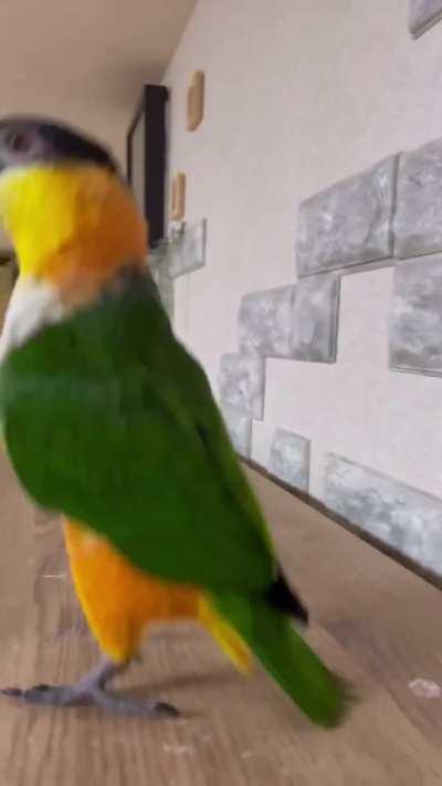 Such a cute baby birb!