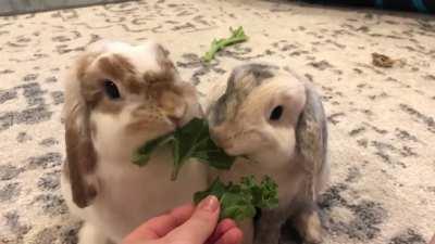 What’s cuter than a rabbit enjoying kale? 2 rabbits enjoying kale!