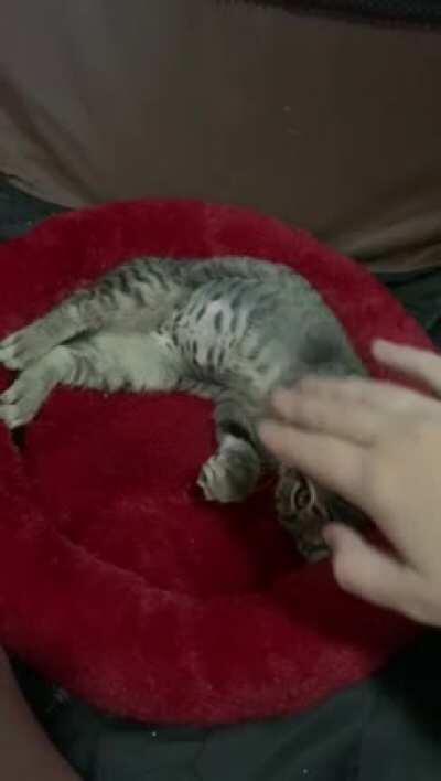 Kitkat- 5 days after going from feral cat to pampered house cat 😺