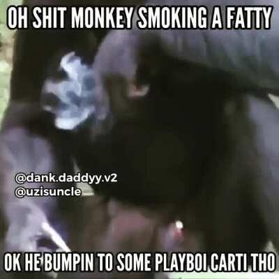Monkey kinda cool no cap