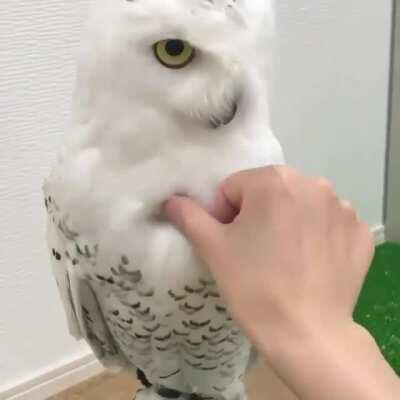 🔥 A good measure on how fluffy is this superbOwl 🔥