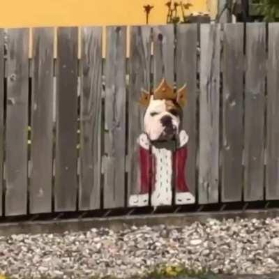 The bulldog has become a local community attraction