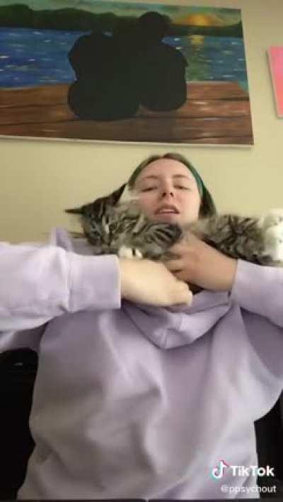 Welcome to cat TikTok.