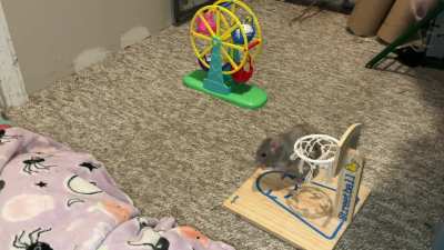 My incredible pet rat Crumb is learning to fetch from a mini ferris wheel!