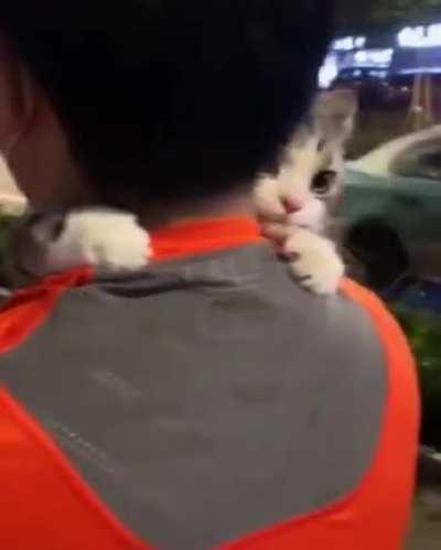 how sweet that cat is