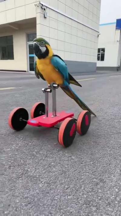 This parrot knows how to use an elliptical