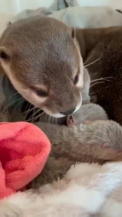 otterly cute