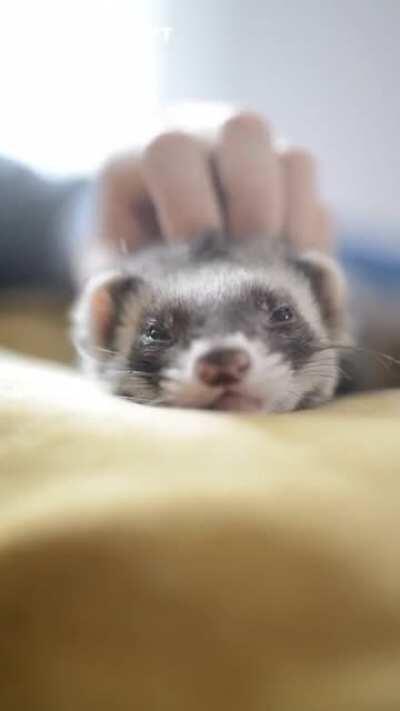 Устали? 20 секунд релакса и милый хорёк