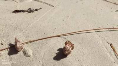 Successful hermit crab's entire shell collection stolen before his very eyes