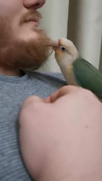 My Conure seems interested in my beard 😅
