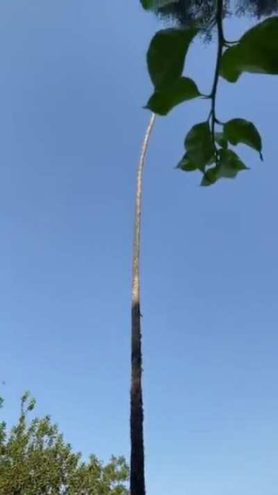 He's lucky but stupid.