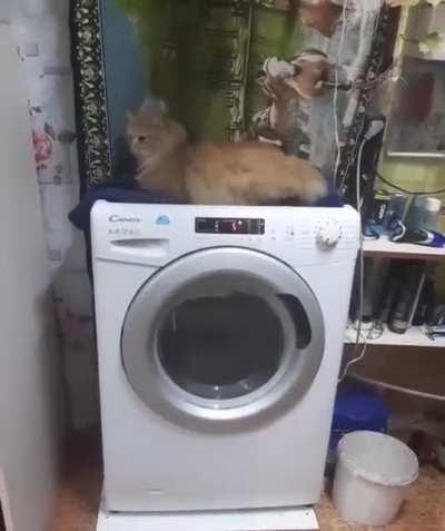 The washing machine massages the cat. Lol! It’s intense 🤣🤣🤣