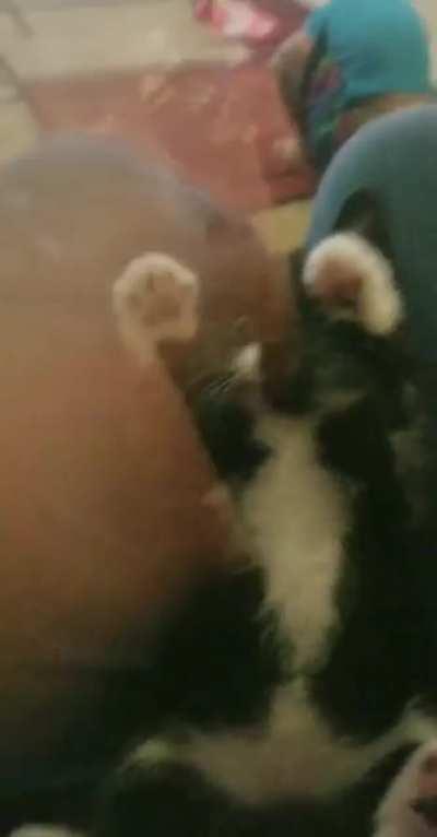 Bowie Toebean Thomas...