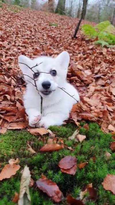 Ebbe ate a tree today