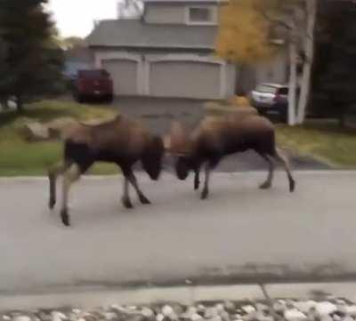 Ma! Calls the cops or the ASPCA or some shit