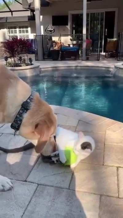 It's mine now, doggo!