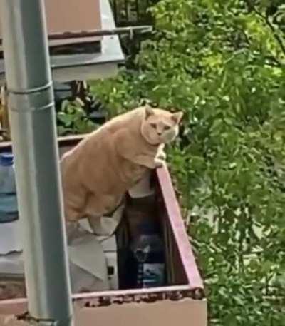 Size of this cat