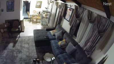 WARNING: SOUND. Our parrot fucking screams like a woman being murdered.