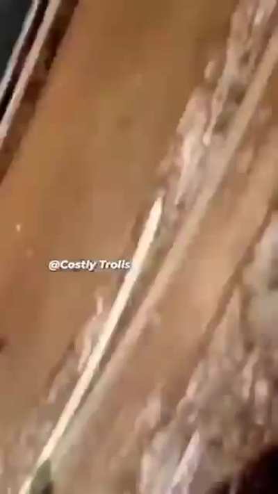 Snake gets attracted towards cameraman.