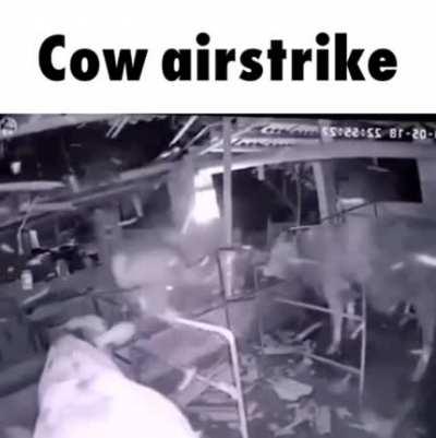 cow strike