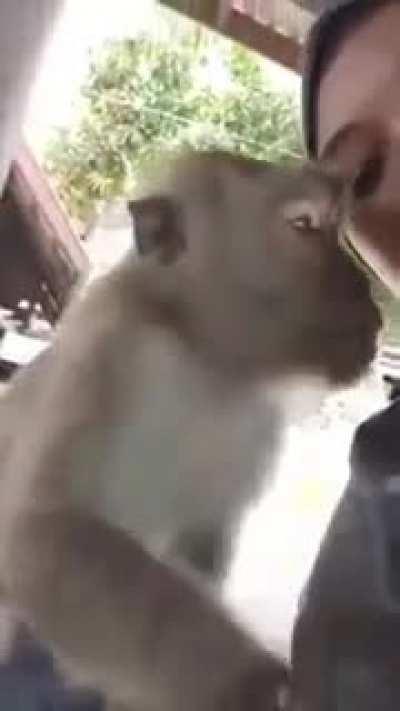 Joder. hasta los monos le saben. Somos un fracaso gente T_T