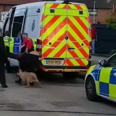 Jelly belly and tank ass