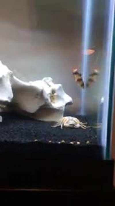 My crab wants to say hello to this sub